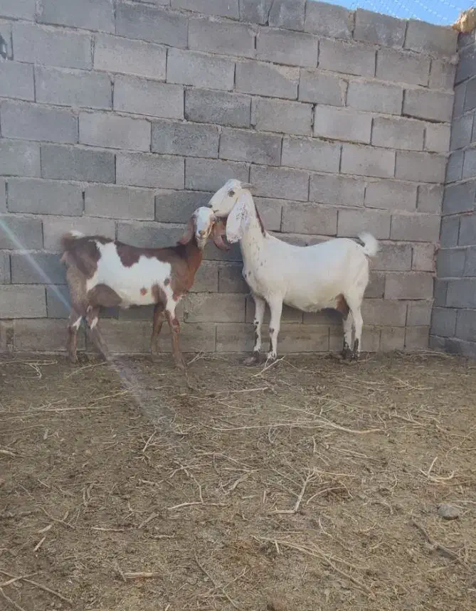 بز...|حیوانات مزرعه|کاشان, فاز ۱ ناجی آباد|دیوار