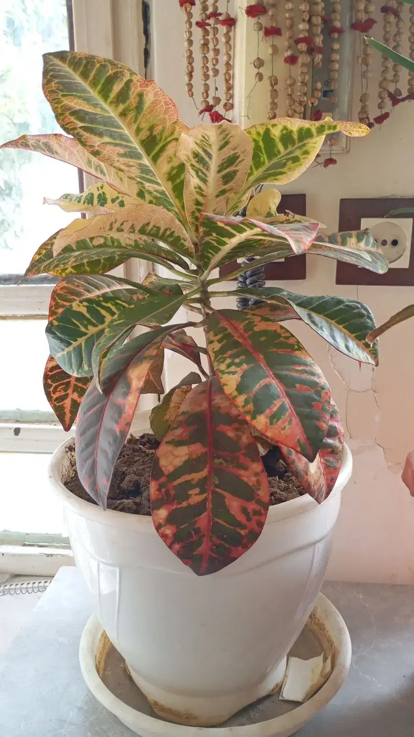 گل آپارتمانی|گل و گیاه طبیعی|مرودشت, ژیان|دیوار