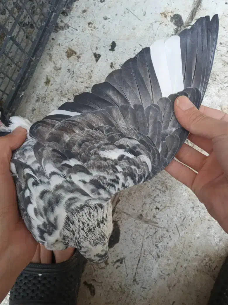 کبوتر کفتر|پرنده|پاکدشت, پاکدشت (مامازند)|دیوار