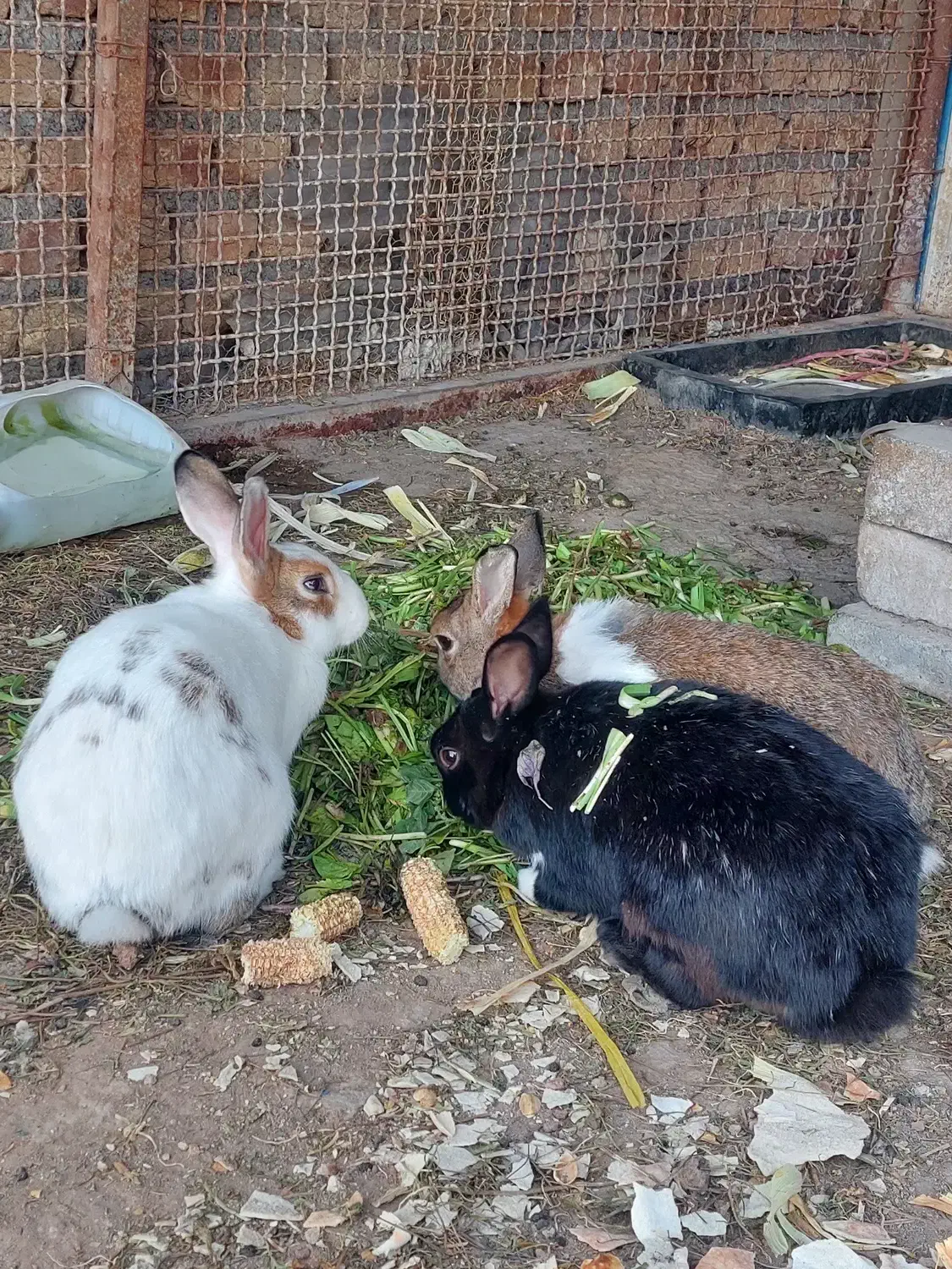 خرگوش|موش و خرگوش|قزوین, |دیوار