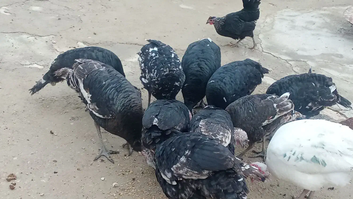 8عدد بوقلمون نر و ماده 1ملیون 300صد|پرنده|دیشموک, |دیوار