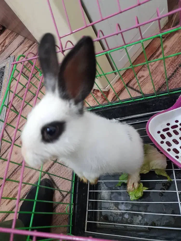 خرگوش نر|موش و خرگوش|کرج, حصارک بالا|دیوار