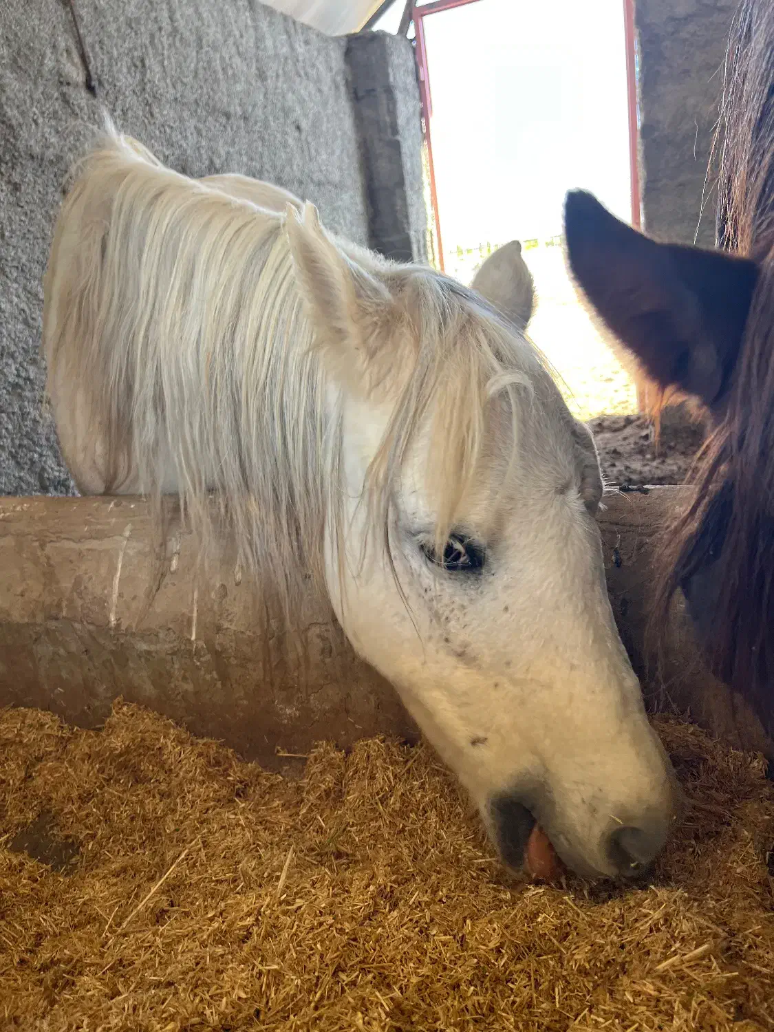 واگزاری اسب پونی|اسب و تجهیزات اسب‌سواری|شاهرود, |دیوار