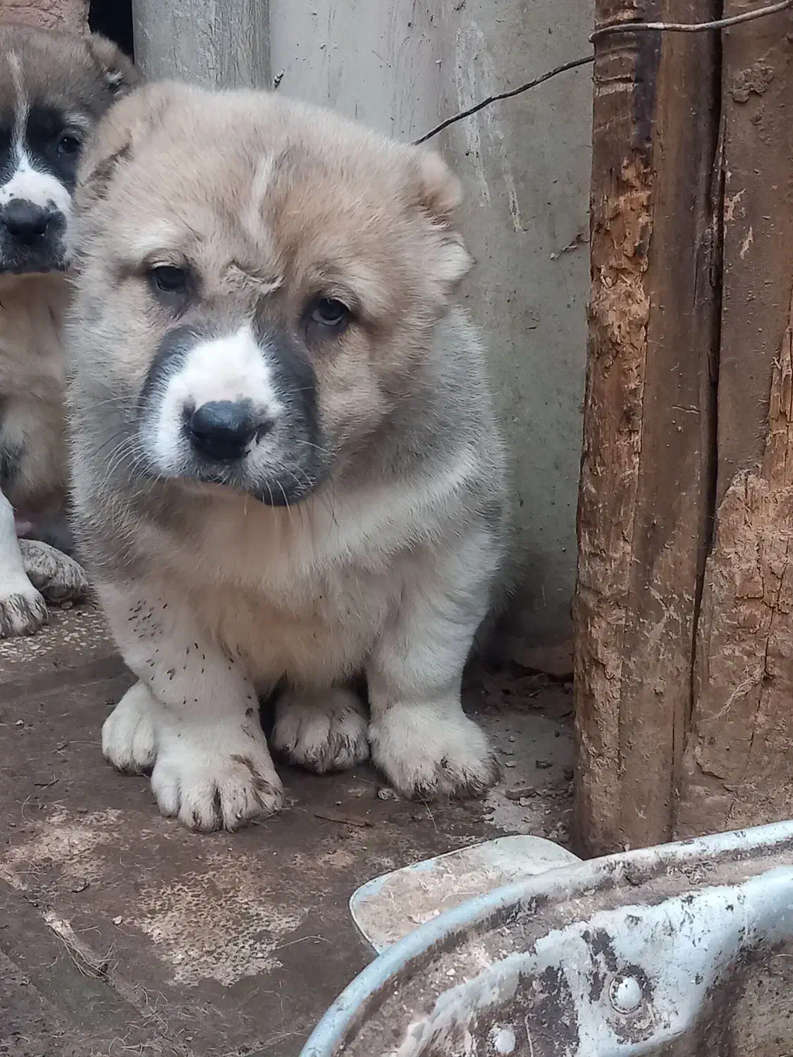 سگ سگ|سگ|قلعه نو, |دیوار