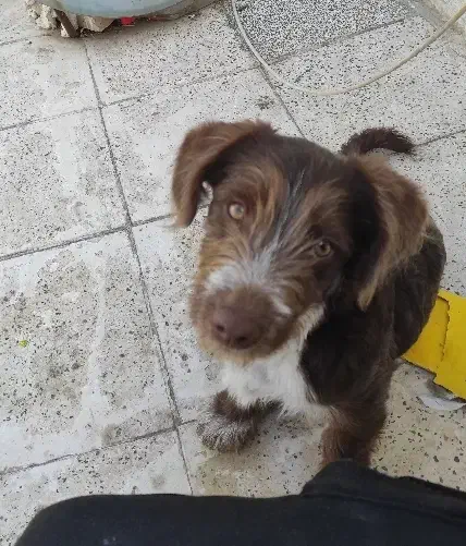 سگ واگذاری|سگ|مشهد, پورسینا|دیوار