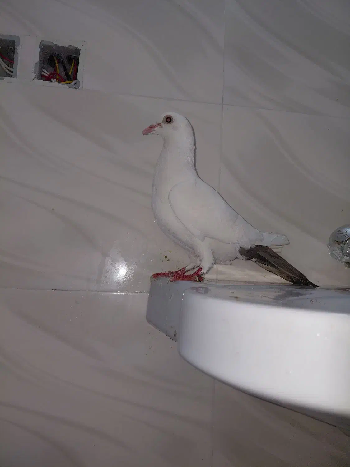 ۴عدد ماده دم سیاه|پرنده|کرمان, |دیوار