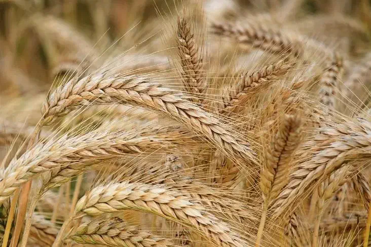 بذر گندم کلکتور ، پر محصول ، تناژ دریافتی ۶تا ۹ تن|خدمات باغبانی و درختکاری|مینودشت, |دیوار