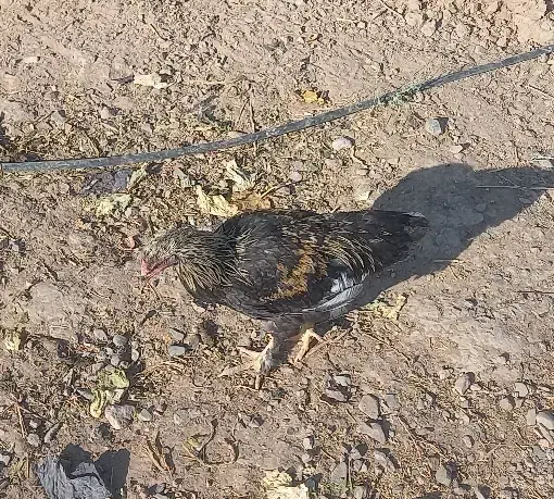 خروس|حیوانات مزرعه|مشهد, انصار|دیوار