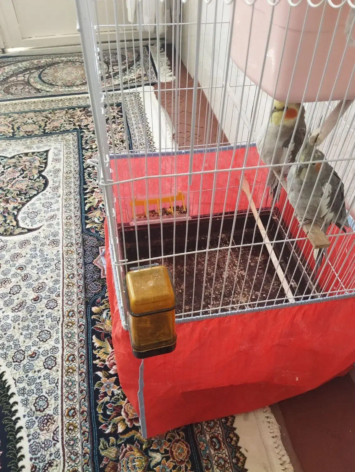 عروس هلندی|پرنده|بلداجی, |دیوار