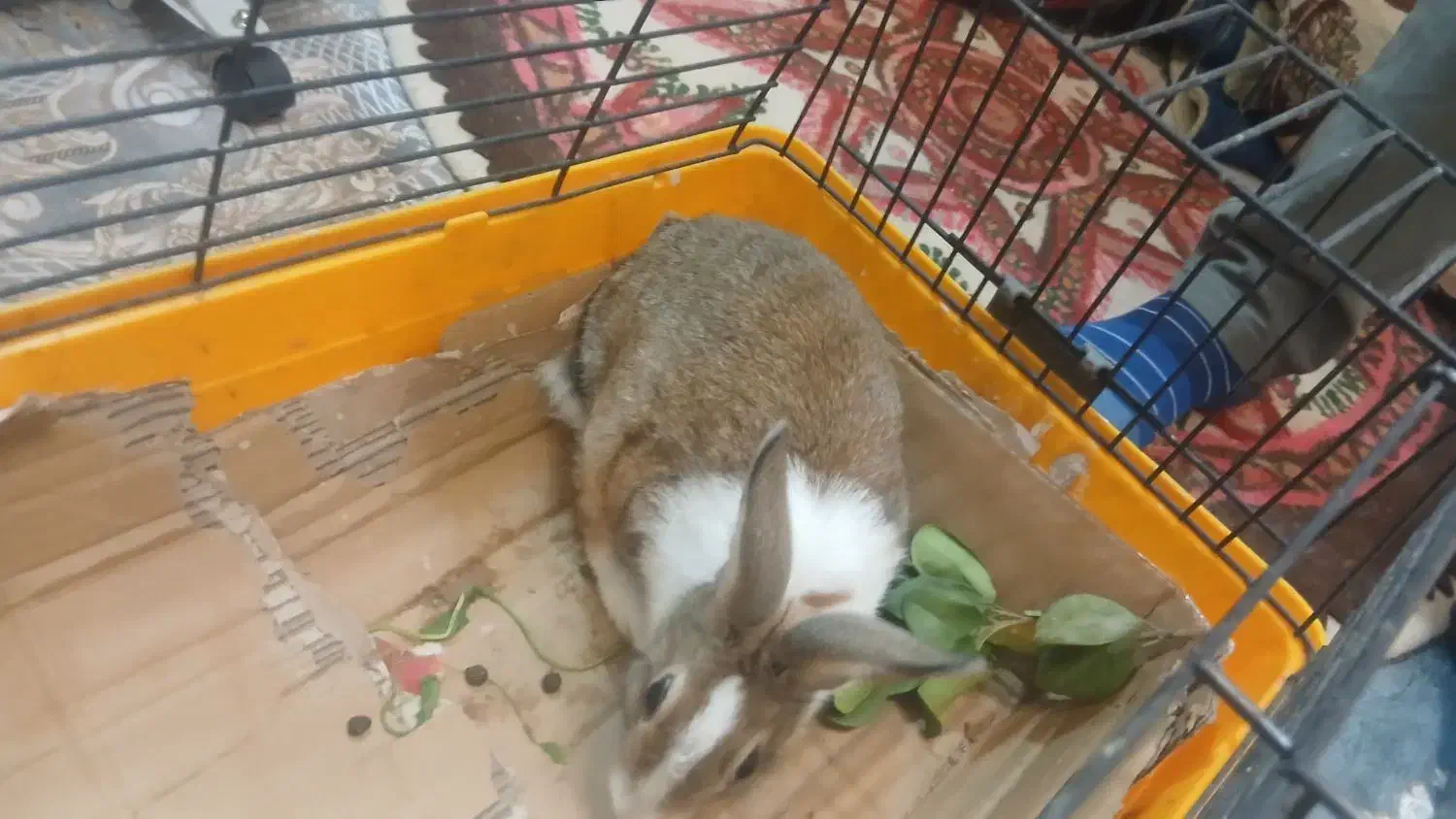 خرگوش|موش و خرگوش|شیراز, انجیره|دیوار