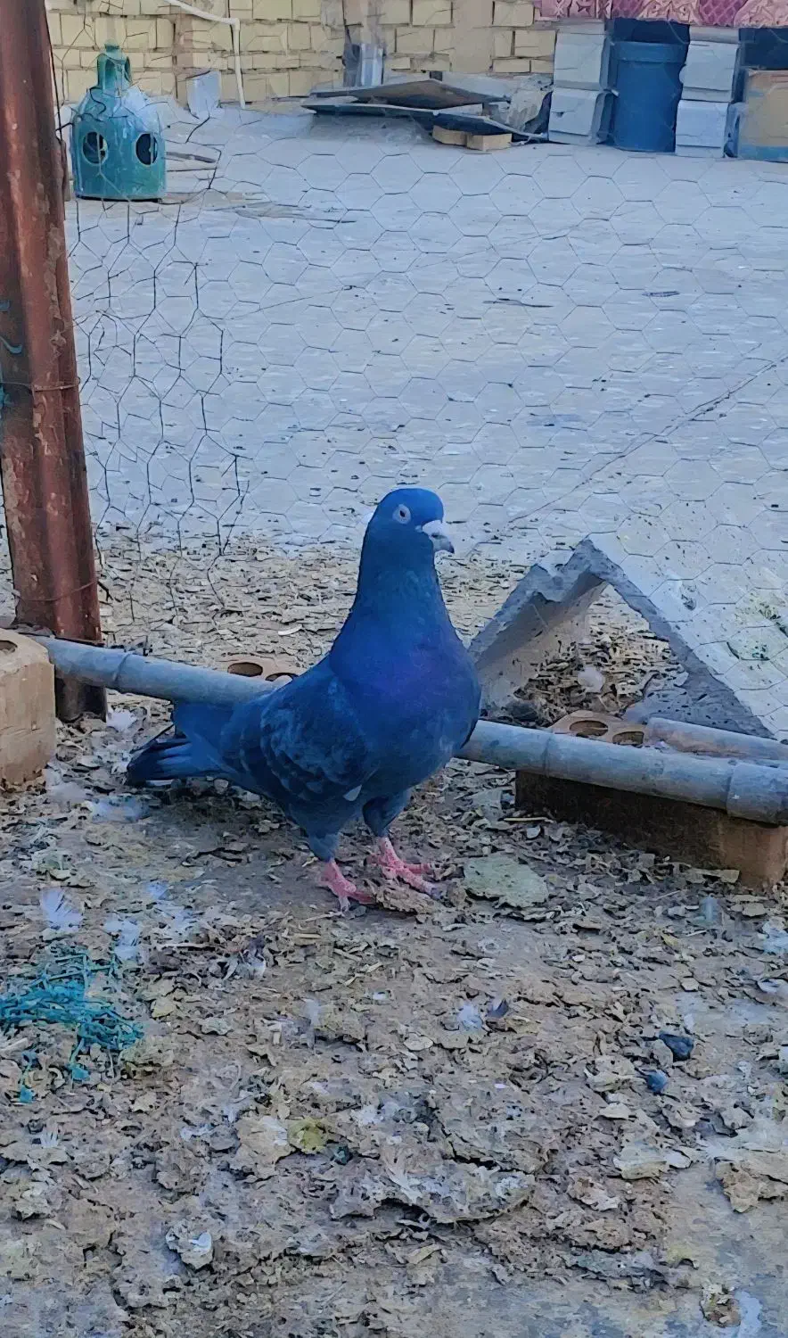 گرفتنی|پرنده|خرمشهر, |دیوار