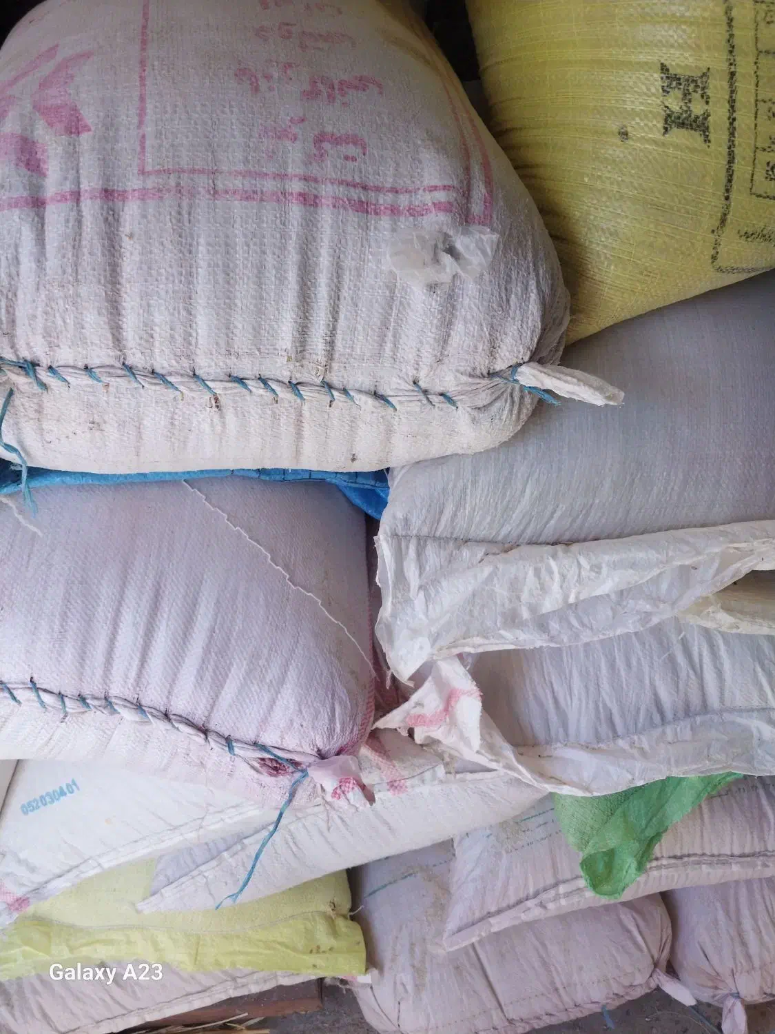 بذر گندم اصلاح شده ریجاب با سم ضدقارچ|عمدهفروشی|چرداول, |دیوار