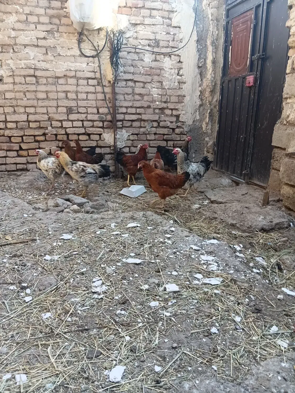 یاسین|حیوانات مزرعه|اسکو, |دیوار