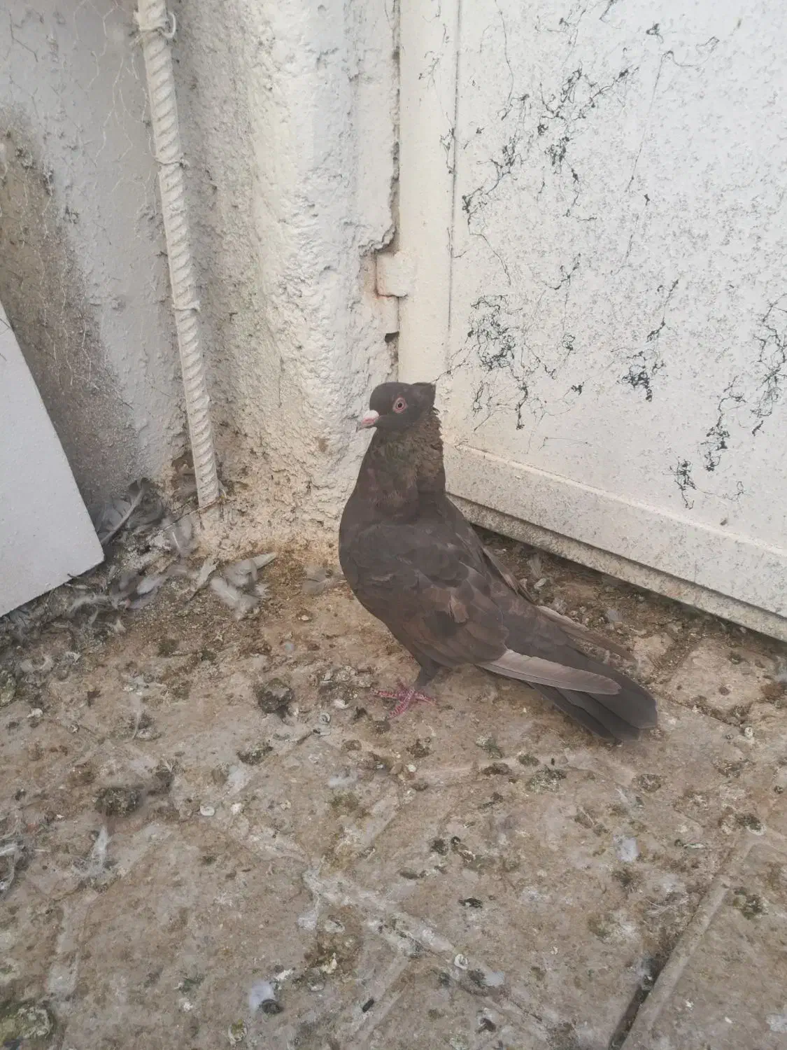 کبوتر ماده تافته ای|پرنده|شیراز, تل حسین‌آباد|دیوار