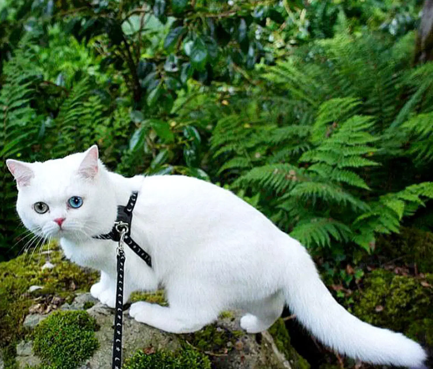 گربه نر زیبا|گربه|قم, پردیسان|دیوار