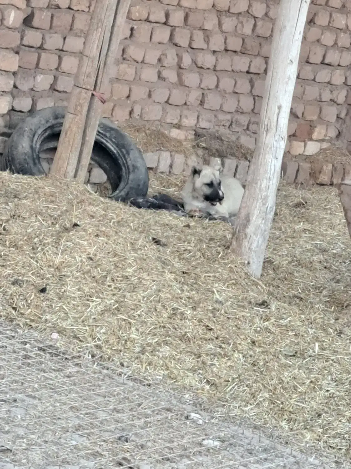 توله اصل|سگ|دشتابی, |دیوار