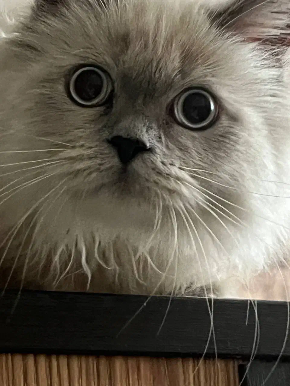 واگذاری گربه پرشین|گربه|مشهد, کوثر|دیوار