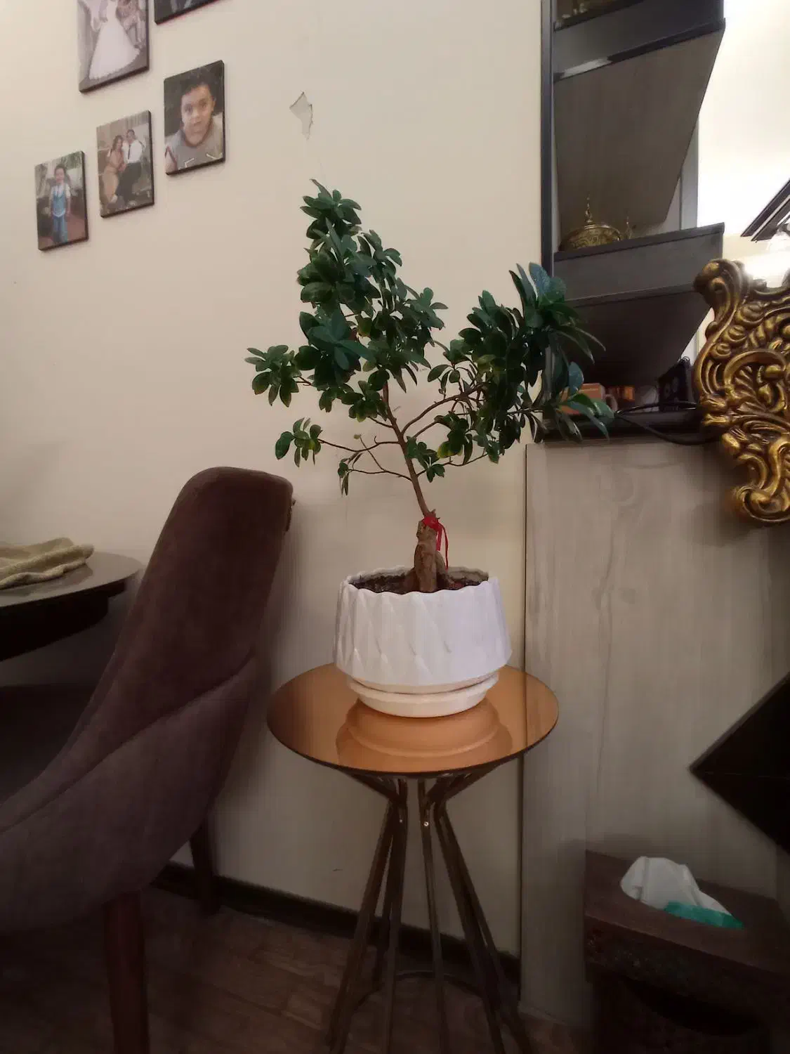 بنسای ۸ ساله|گل و گیاه طبیعی|کرج, حسن آباد|دیوار