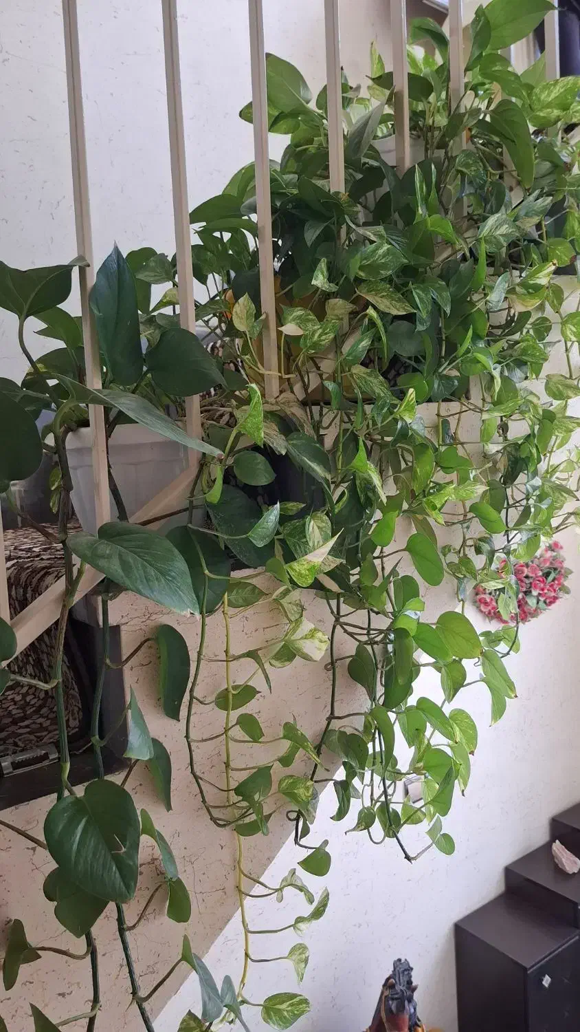 گل وگیاه آپارتمانی|گل و گیاه طبیعی|سمنان, |دیوار