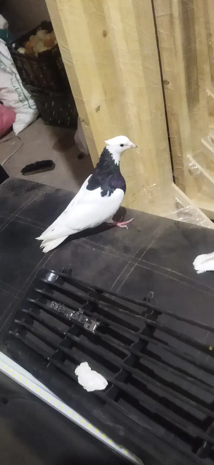 کفتر طوقی|پرنده|سرایان, |دیوار