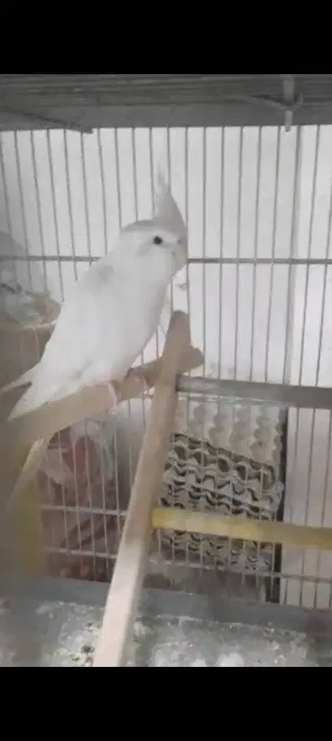 عروس هلندی|پرنده|ملایر, |دیوار