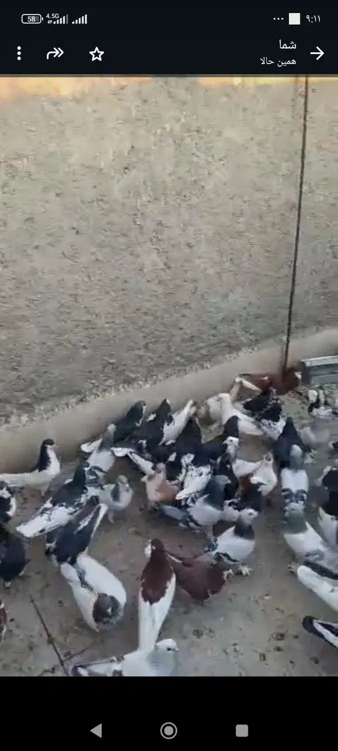 کبوتر هوا میکنم جلو مشتری|پرنده|شیراز, لاله|دیوار