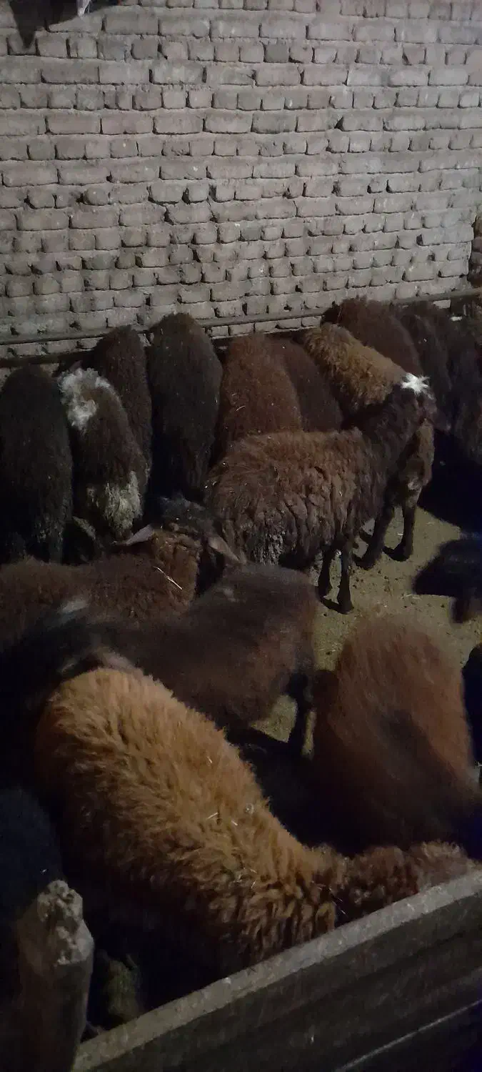 ۱۸عدد بره ۱۰تا ماده ۸تا نر|حیوانات مزرعه|ثمرین, |دیوار