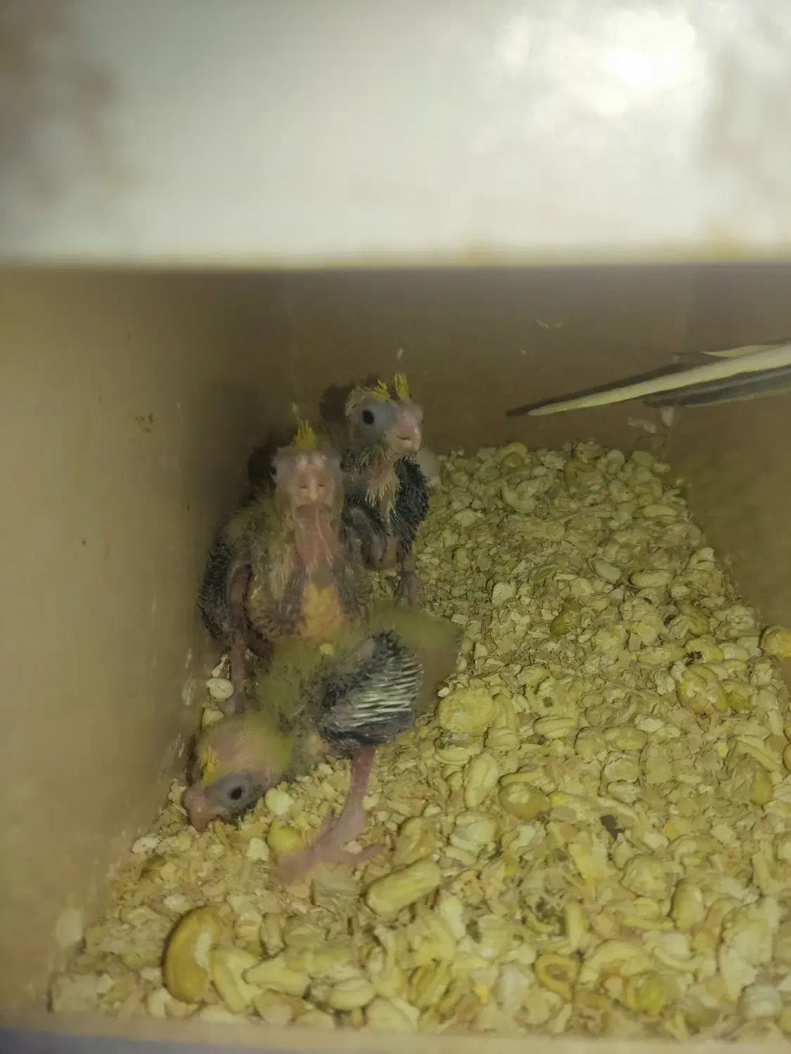 جوجه عروس هلندی|پرنده|اشنویه, |دیوار