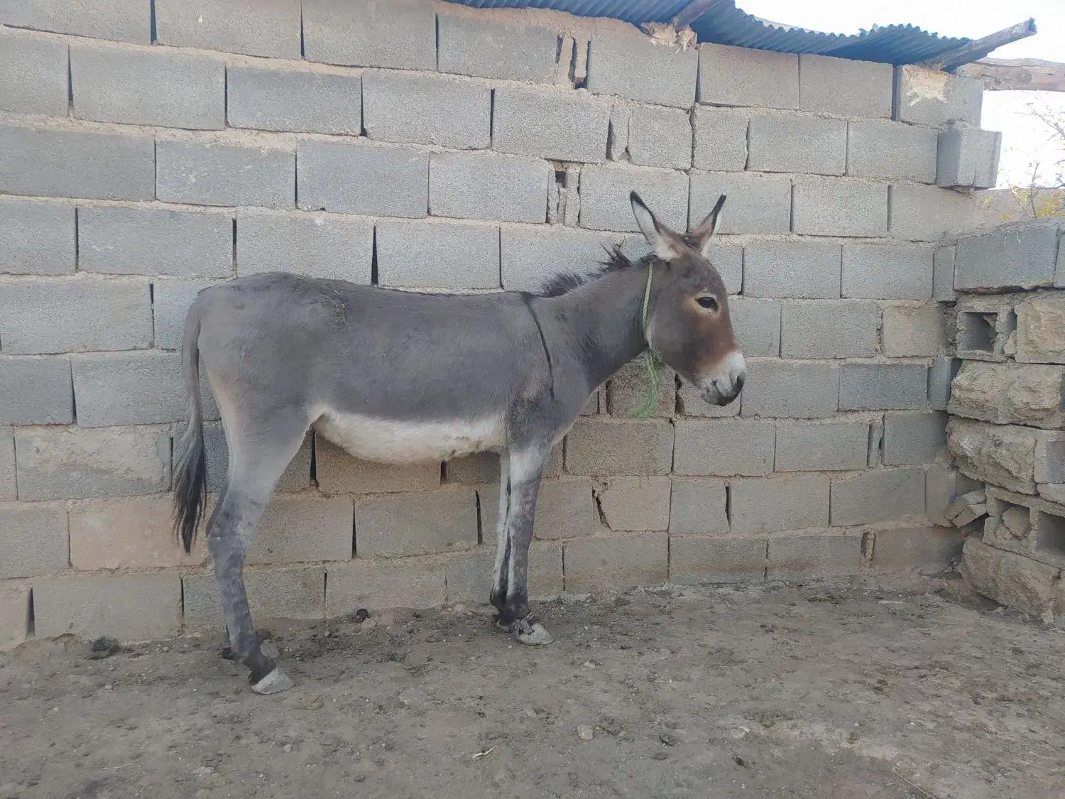 دو عدد الاغ ماده ، گله ای ، باری|حیوانات مزرعه|شیراز, داریون|دیوار