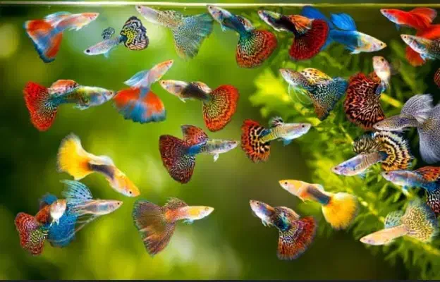 ماهی گوپی باکیفیت تیراژ|ماهی|مشهد, وکیلآباد|دیوار