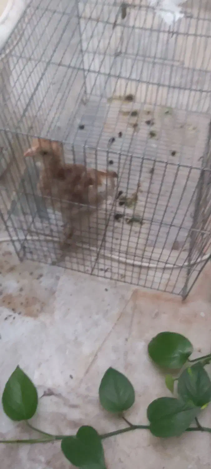 جوجه|حیوانات مزرعه|کرج, کیانمهر|دیوار