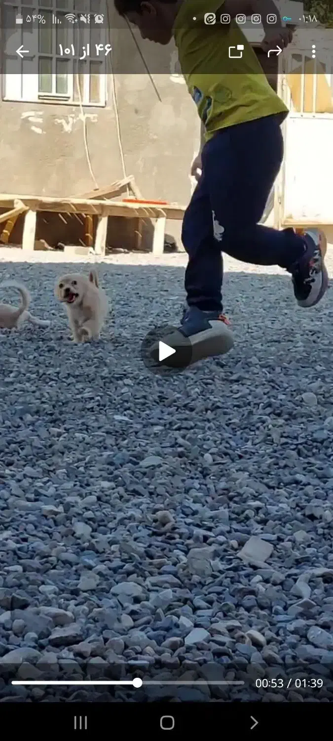 سگ نر 6ماه|سگ|تربت جام, پاسداران|دیوار