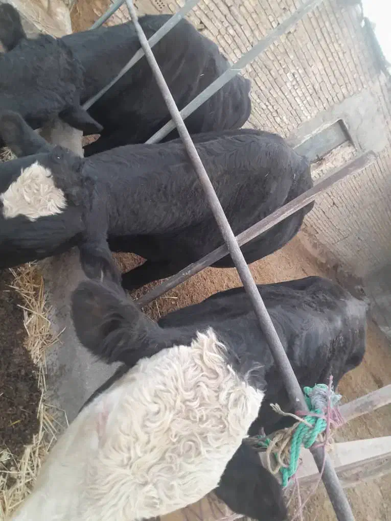 ۳ راس گوساله نر چاق|حیوانات مزرعه|تفت, |دیوار