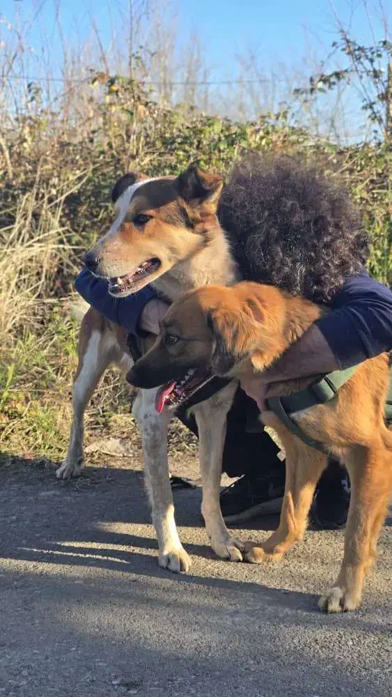 واگذاری سگ نگهبان رایگان|سگ|لاهیجان, لیالستان|دیوار