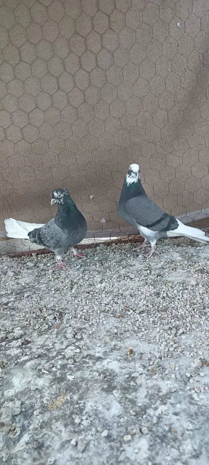 کبوتر تخت دم سفید|پرنده|ایلام, |دیوار