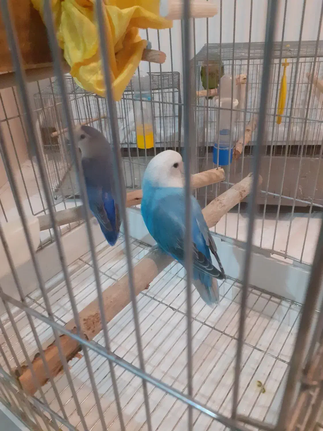 طوطی برزیلی|پرنده|پردیس, فاز ۳|دیوار