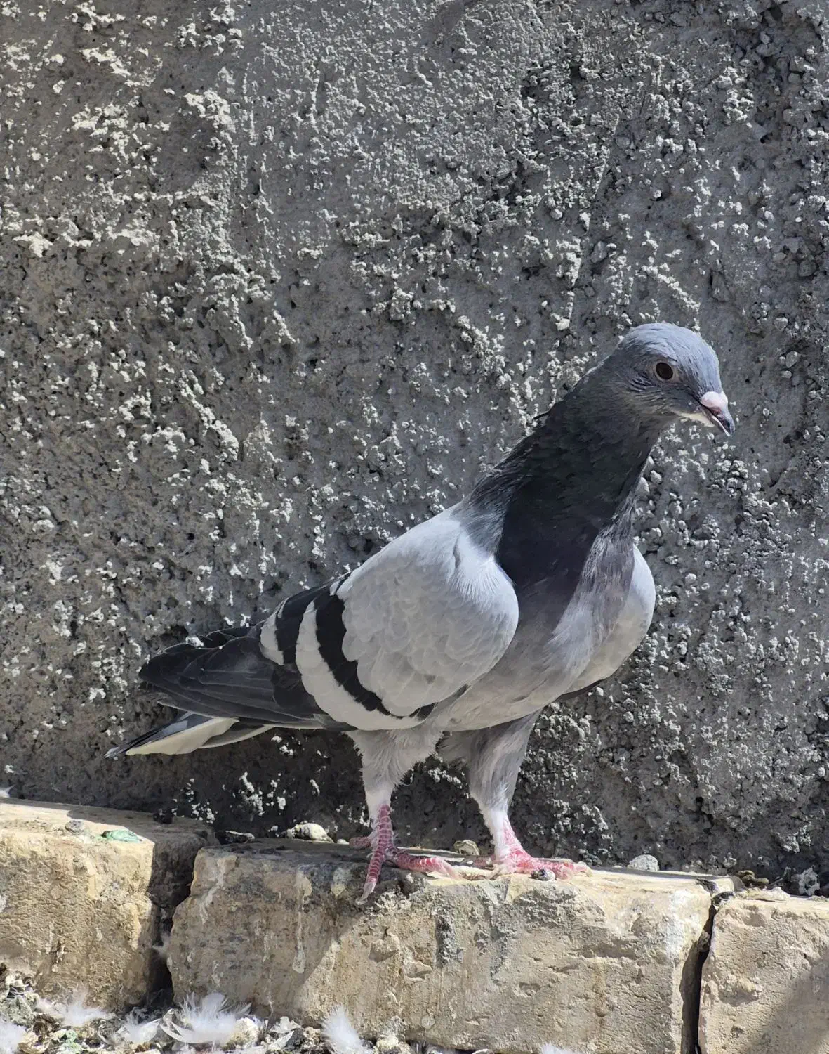 کفتر کاشونی و دمگیر|پرنده|نجف‌آباد, شیخ آباد|دیوار