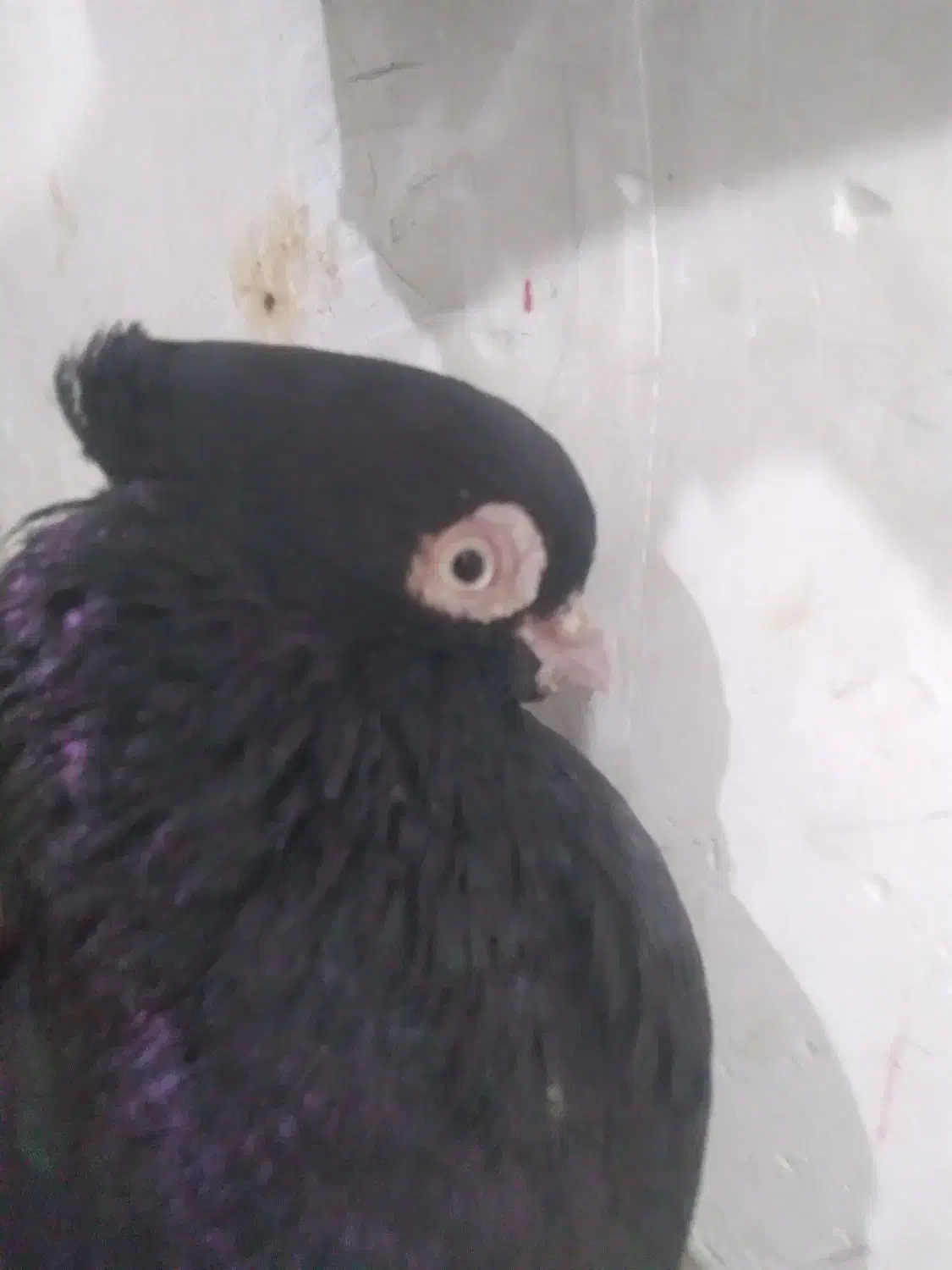 زاغ|پرنده|ایذه, |دیوار