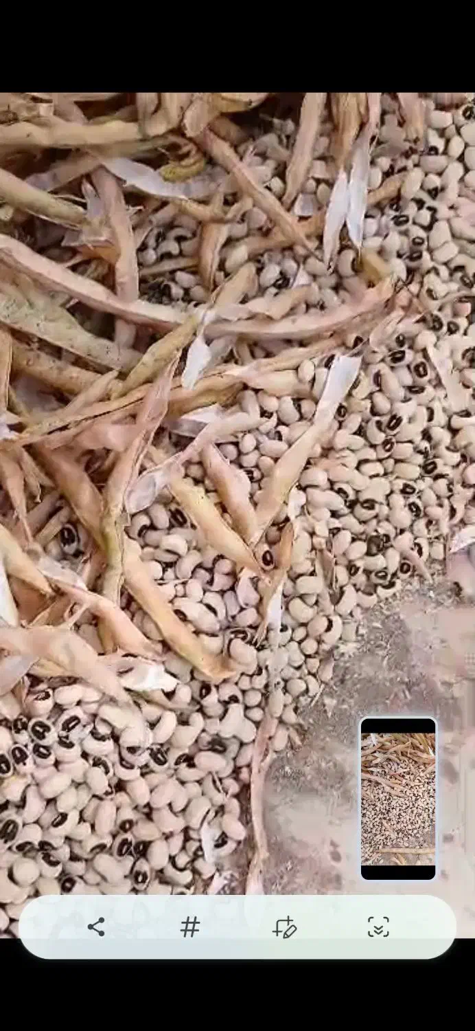 فروش|عمده‌فروشی|کرخه, |دیوار