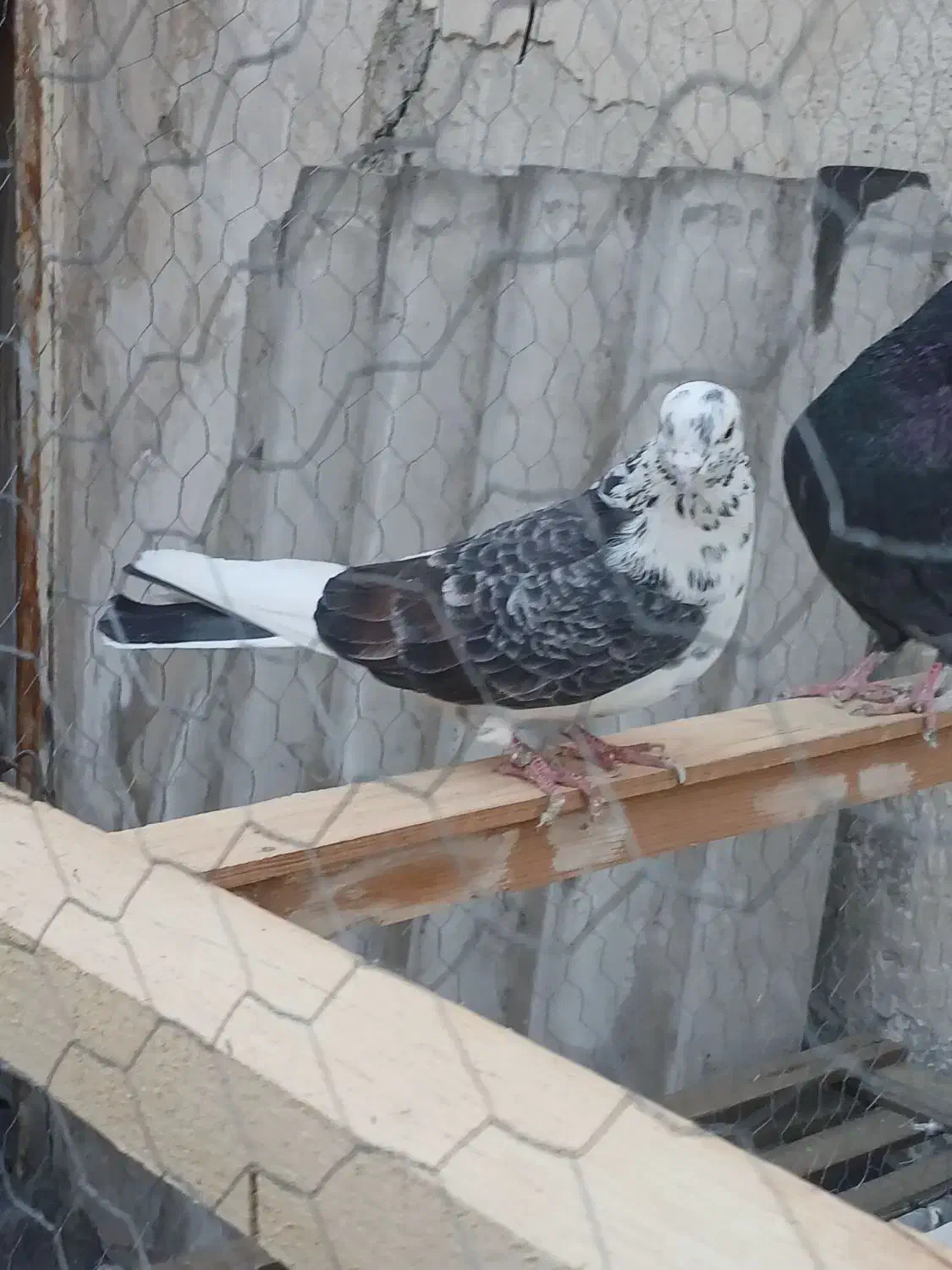 کفتر ماده طلا|پرنده|ری, دولت‌آباد|دیوار