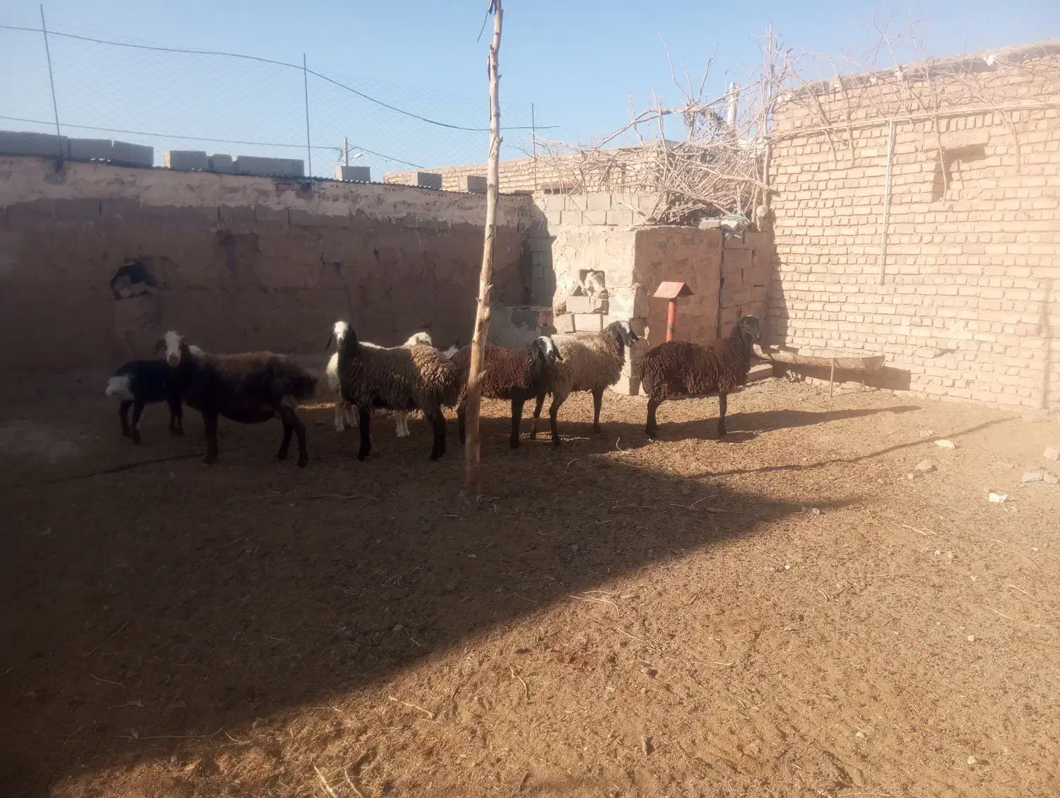 کاور تقلی آبستن|حیوانات مزرعه|قاسمآباد (خواف), |دیوار