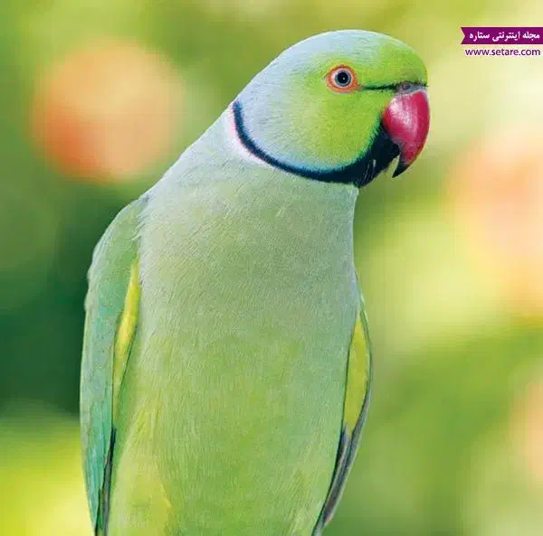 منلگو نر|پرنده|اهواز, ۲۵۴دستگاه|دیوار