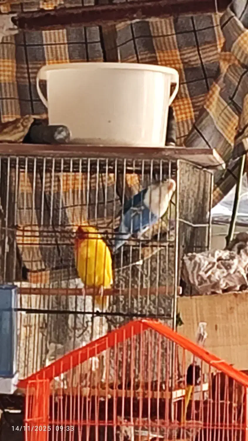 طوطی|پرنده|جم, |دیوار