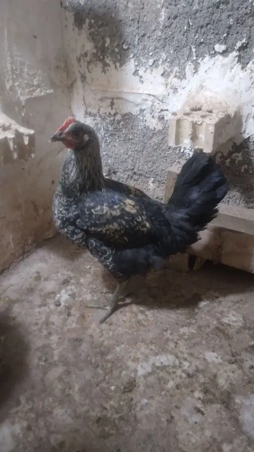 ۱عدد جوجه مرغ ۳ماهه ۱عدد خروس ۵ماهه سیاه|حیوانات مزرعه|مشهد, سجادیه|دیوار