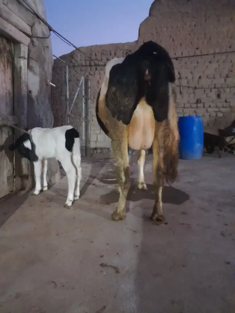 گاو هلشتاین فوق العاده شکم دوم|حیوانات مزرعه|مهربان, |دیوار