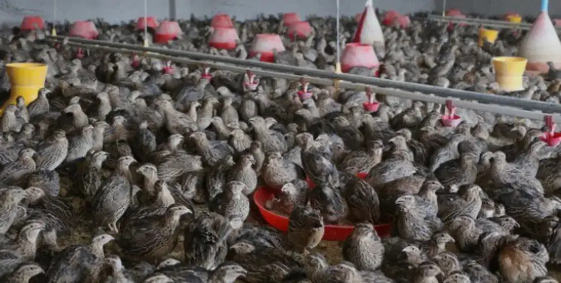 تخم نطفه دار بلدرچین و گوشت و جوجه بلدرچین|حیوانات مزرعه|مشهد, جانباز|دیوار