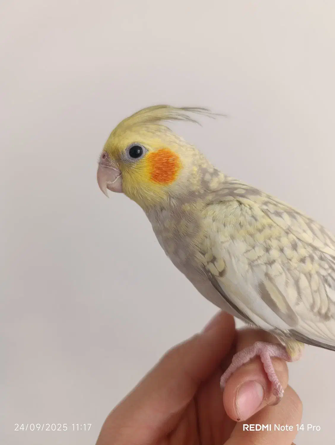 پرنده|پرنده|خمینیشهر, |دیوار