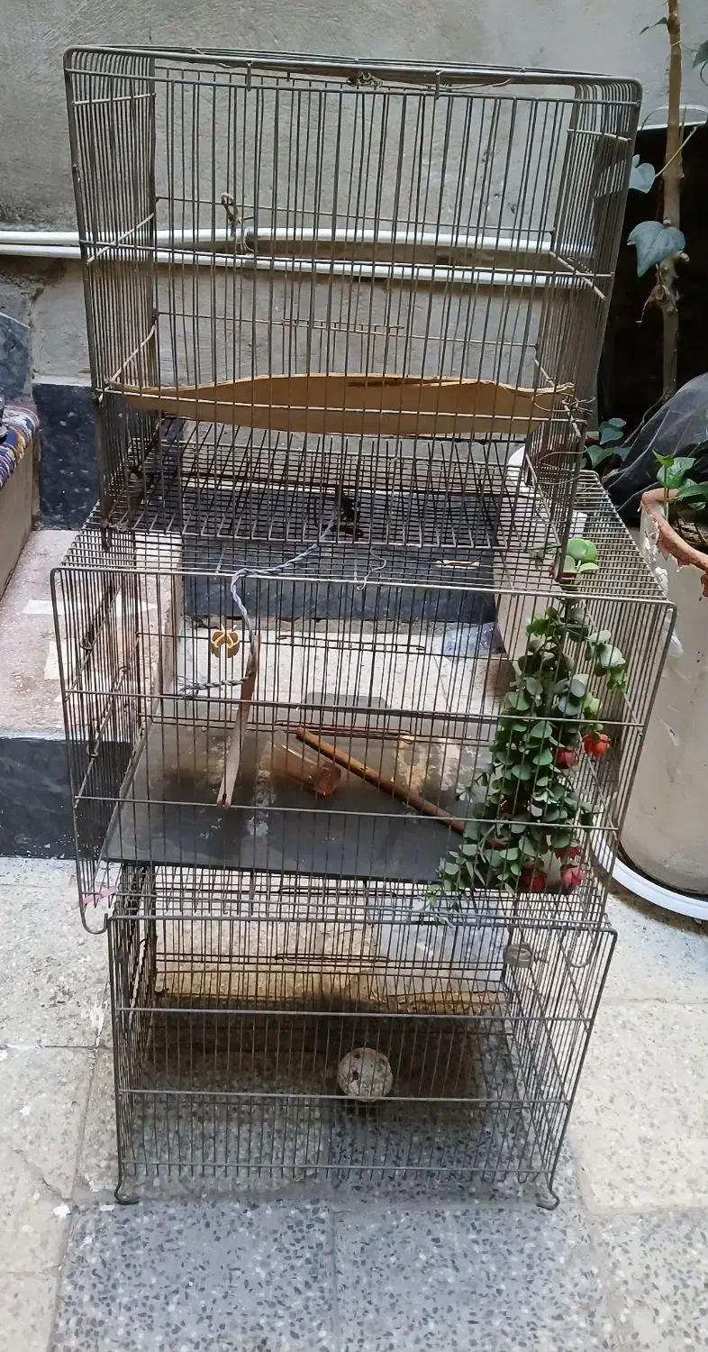 قفس پرنده|لوازم جانبی حیوانات|قم, ولیعصر|دیوار