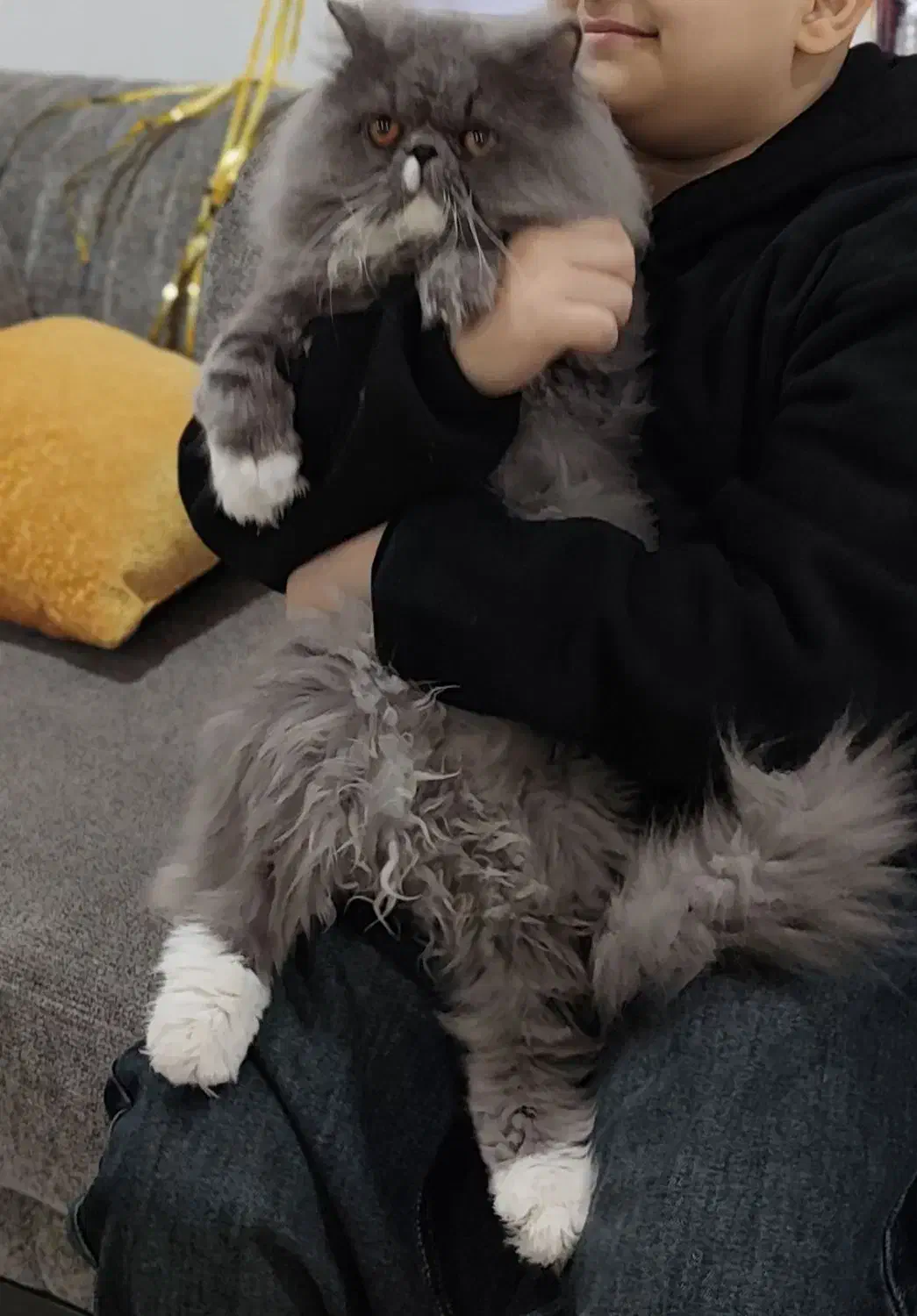 گربه پرشین اصیل ایرانی توسی|گربه|اهواز, پادادشهر|دیوار