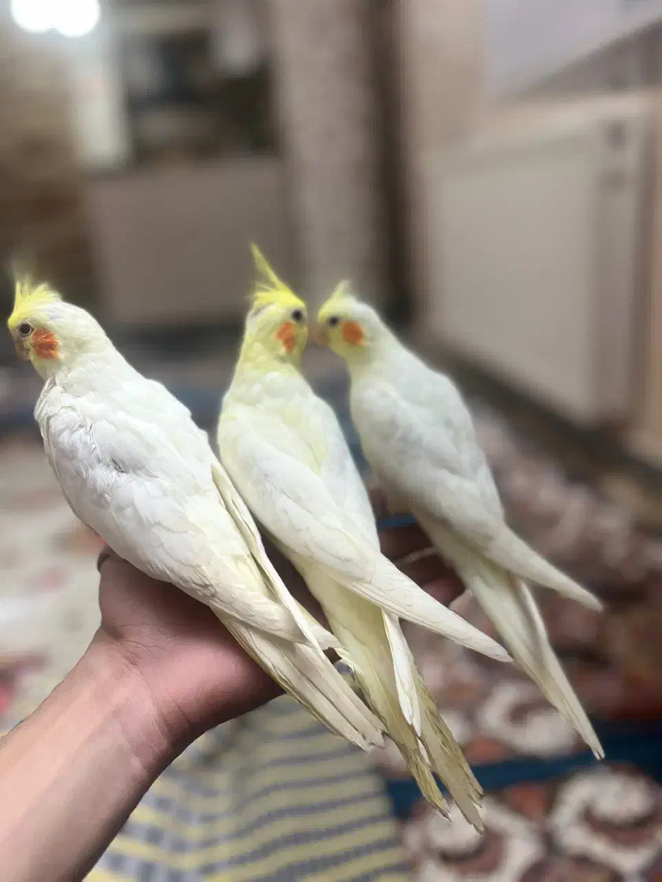 جوجه عروس هلندی ۳۰ روزه|پرنده|محمدیه-قزوین, |دیوار